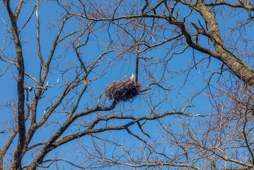 A bill of storks settling in Switzerland during spring