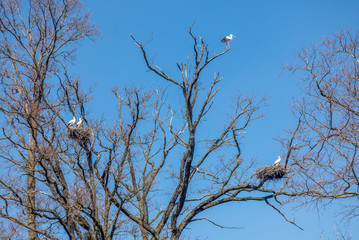 A bill of storks settling in Switzerland during spring