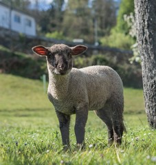 sheep lamb meat wool organic farming agriculture environment green animals