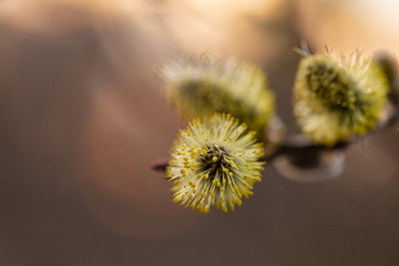 Salix caprea (goat willow, also known as the pussy willow or great sallow) is a common species of willow native to Europe. Willow (Salix caprea) branches with buds blossoming in early spring. 
