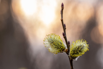 Salix caprea (goat willow, also known as the pussy willow or great sallow) is a common species of willow native to Europe. Willow (Salix caprea) branches with buds blossoming in early spring. 
