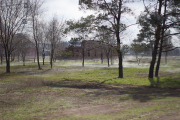 Fototapeta premium trees in the park