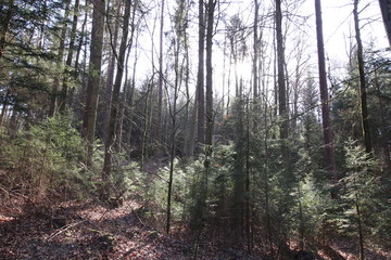 Fototapeta premium Landschaften aus Oberfranken im Fühling