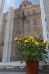 plant with yellow flowers on the window sill reflecting the facade of a building