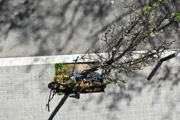 Bicycle tied to a tree on the street during the day.
