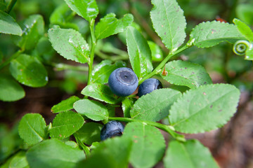 Leśne jagody rosnące na krzakach © Monika