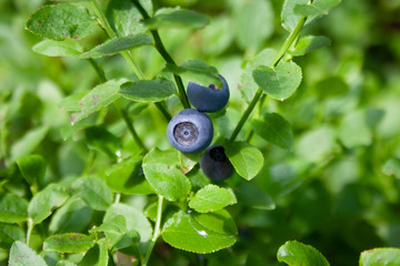 Blueberries growing in the forest