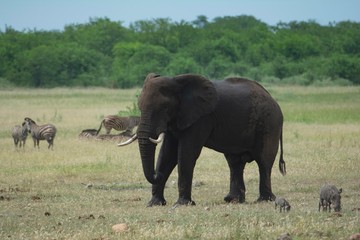 Elephant on the african savanna.