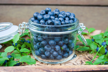 Blueberries in a jar surrounded by berry branches