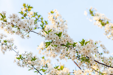 Close-up of a branch with white flowers of cherry in full bloom on a background of blue sky on a sunny spring day