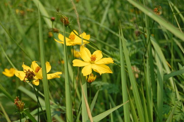 Obraz premium yellow daffodils in spring