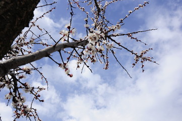 
spring flowering tree against blue sky