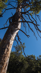 trunk and stem of a tree at Yosemite