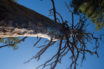 trunk and stem of a tree at Yosemite
