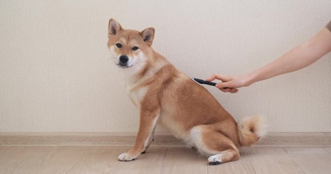 woman brushing her dog. Shiba Inu Dog. girl lifestyle combing a little shaggy dog pet care. woman using a comb brush Shiba Inu. friendship and care for pets dogs concept