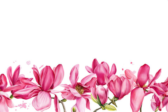 greeting card, branch of pink magnolia on an isolated white background, watercolor flowers