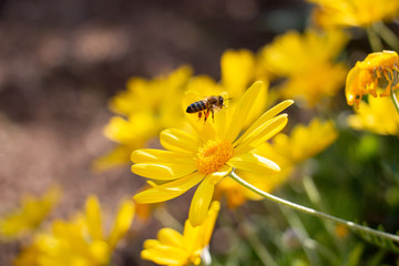 Obraz premium Les abeilles et les fleurs.