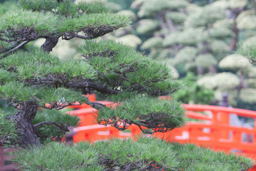 31 May 2008 the red bridge Nan Lian Garden, Kowloon, hk