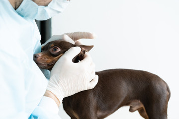 young male veterinarian examining and cleaning the dog's ears