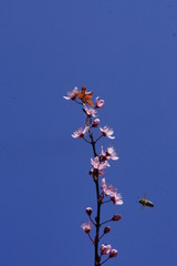 Bee flying to a Blossom in the sunlight