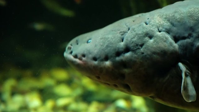 Dangerous electric eel slowly floats. Close-up head footage