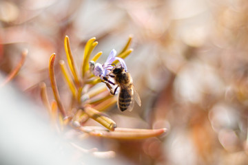 Naklejka premium bee on top of a purple flower surrounded by various flowers and summer color