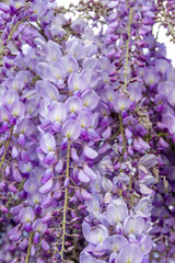 Wisteria flowers