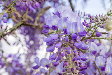 Wisteria flowers