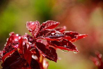 nature comes to life in spring, after rain with drops of rosa