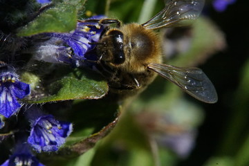Bee sitting on a blossom in the sun