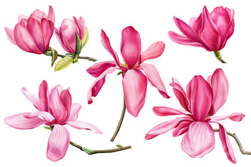 set of pink magnolia on an isolated white background, watercolor flowers