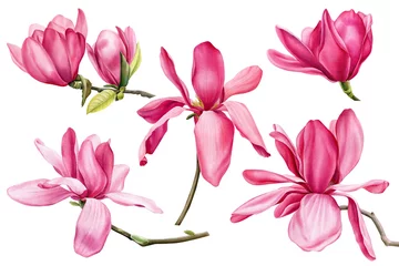 Fototapete Magnolie Satz rosa Magnolie auf einem isolierten weißen Hintergrund, Aquarellblumen