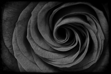 Black petals of rose. Closeup black background. Soft bud of rose 