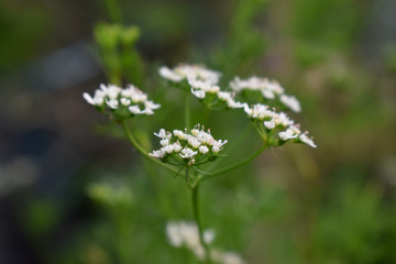 selective focus of white Coriander flowers with green nature blurred background
