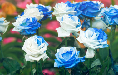 Fototapeta na wymiar Group of blossom blue white rose decorated in flower garden
