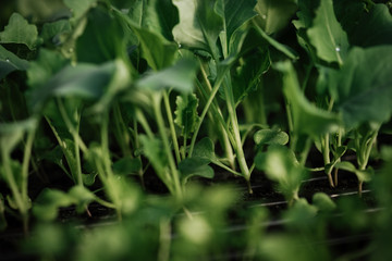 Nahaufnahme einer jungen Kohlrabi Pflanze im Gewächshaus. Geringe, selektive Schärfe