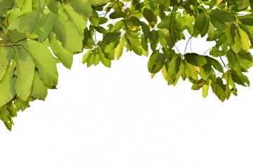 green leaves on natural white background with copy space for your text. Concept for the natural leaf background. 