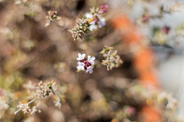 white and pink flower with a background of various flowers