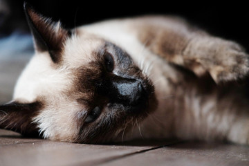Siamese cat enjoy and sleeping on wooden floor in house with natural sunlight.
