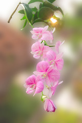 Beautiful orchid flower on natural background.  