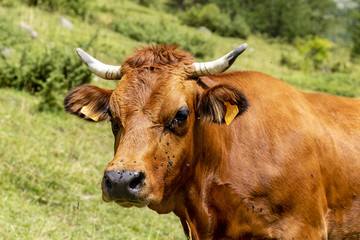 vache