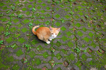 Naklejka na ściany i meble Cute Orange striped cat enjoy and sitting on concrete floor in the tropical garden. Kitten happy in freedom natureal life.