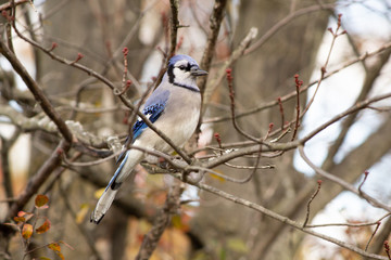 Blue Jay in a Tree