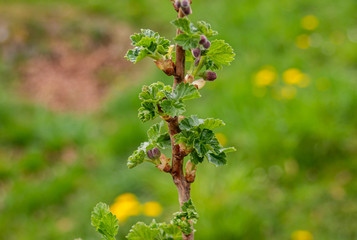 Young green leaves bloom on currant bush.