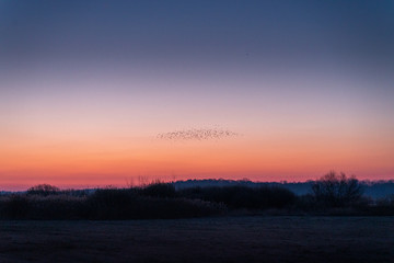 Morning sunrise at the lake with birds and floating swans
