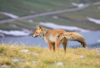 fox in the grass in mountain