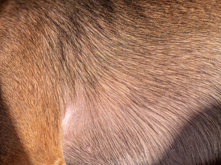 Dog fur closeup. Shallow depth of field.