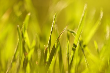 Fresh green grass grow in a sunny field, side view, macro.