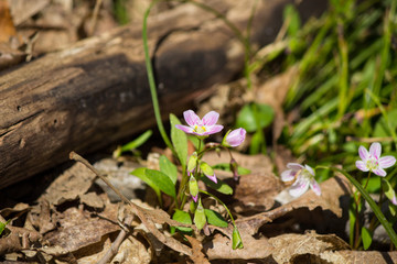 Spring Beauty Wildflower