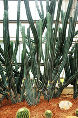 Blooming yellow flowers cactus plants in desert park and Succulent garden. River Euphorbia...